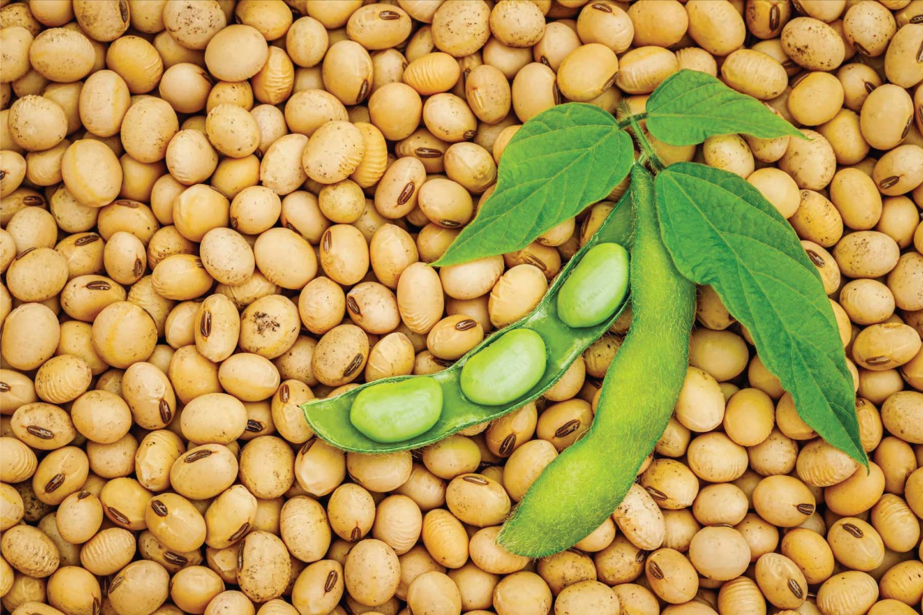 سویای تغییر ژنتیک یافته سویای تغییر ژنتیک یافته